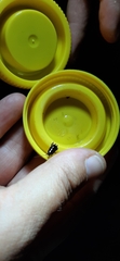 Loboptera decipiens