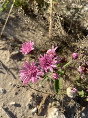 Palafoxia sphacelata