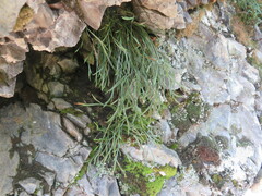 Asplenium septentrionale