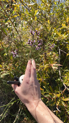 Verbena brasiliensis