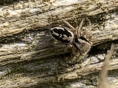 Habronattus pyrrithrix