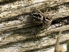 Habronattus pyrrithrix