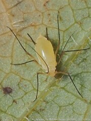 Illinoia liriodendri