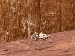 Menemerus semilimbatus