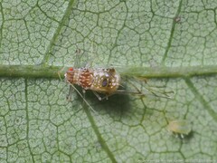 Drepanaphis acerifoliae