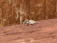 Menemerus semilimbatus