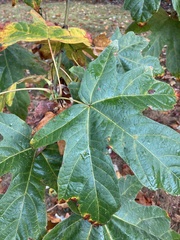Acer macrophyllum