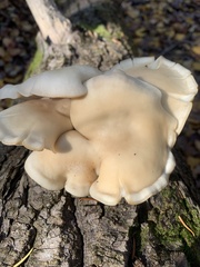 Hypsizygus