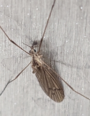 Trichocera annulata
