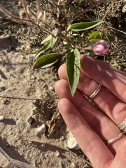 Palafoxia sphacelata