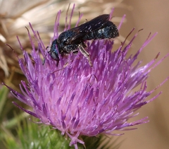 Ceratina cyanea