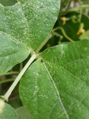 Halticini