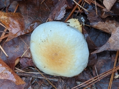 Hygrophorus flavodiscus