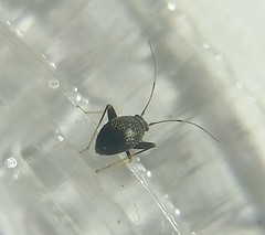 Halticini