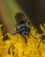 Lasioglossum coriaceum