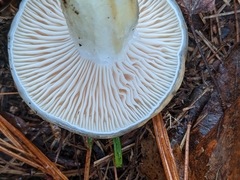 Hygrophorus flavodiscus