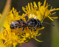 Lasioglossum coriaceum