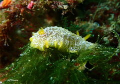 Doriopsilla areolata