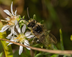 Colletes compactus compactus