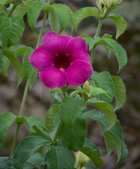 Allamanda blanchetii