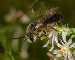 Colletes compactus compactus