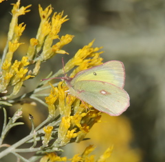 Colias