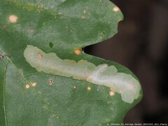 Stigmella quercipulchella
