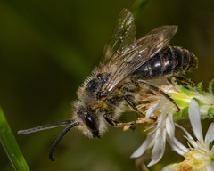 Colletes compactus compactus
