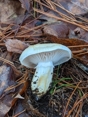 Hygrophorus flavodiscus