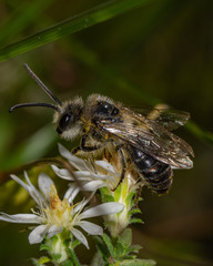 Colletes compactus compactus