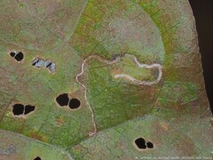 Stigmella villosella