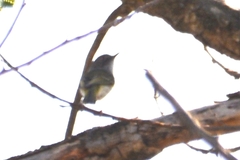 Hemitriccus margaritaceiventer