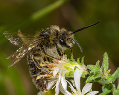 Colletes compactus compactus