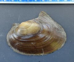 Potamilus ohiensis