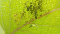 Aphis cornifoliae