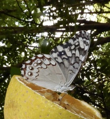 Hamadryas glauconome