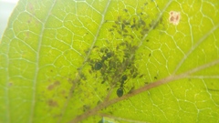 Aphis cornifoliae