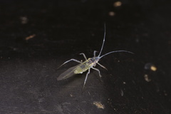 Euceraphis