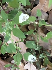 Chrysoesthia sexguttella