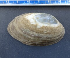 Venustaconcha ellipsiformis