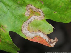 Stigmella quercipulchella