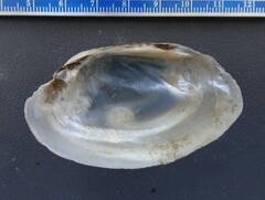 Venustaconcha ellipsiformis