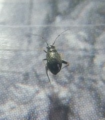 Halticini
