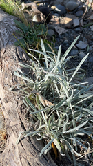 Senecio quadridentatus
