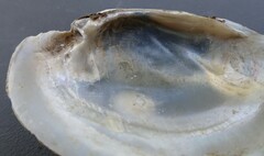 Venustaconcha ellipsiformis