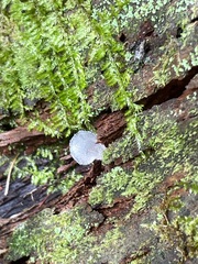 Pseudohydnum gelatinosum