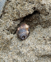 Coenobita compressus