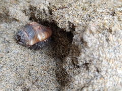 Coenobita compressus