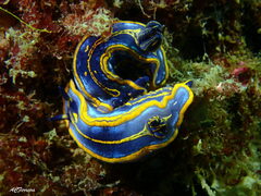 Felimare fontandraui