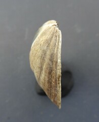 Venustaconcha ellipsiformis